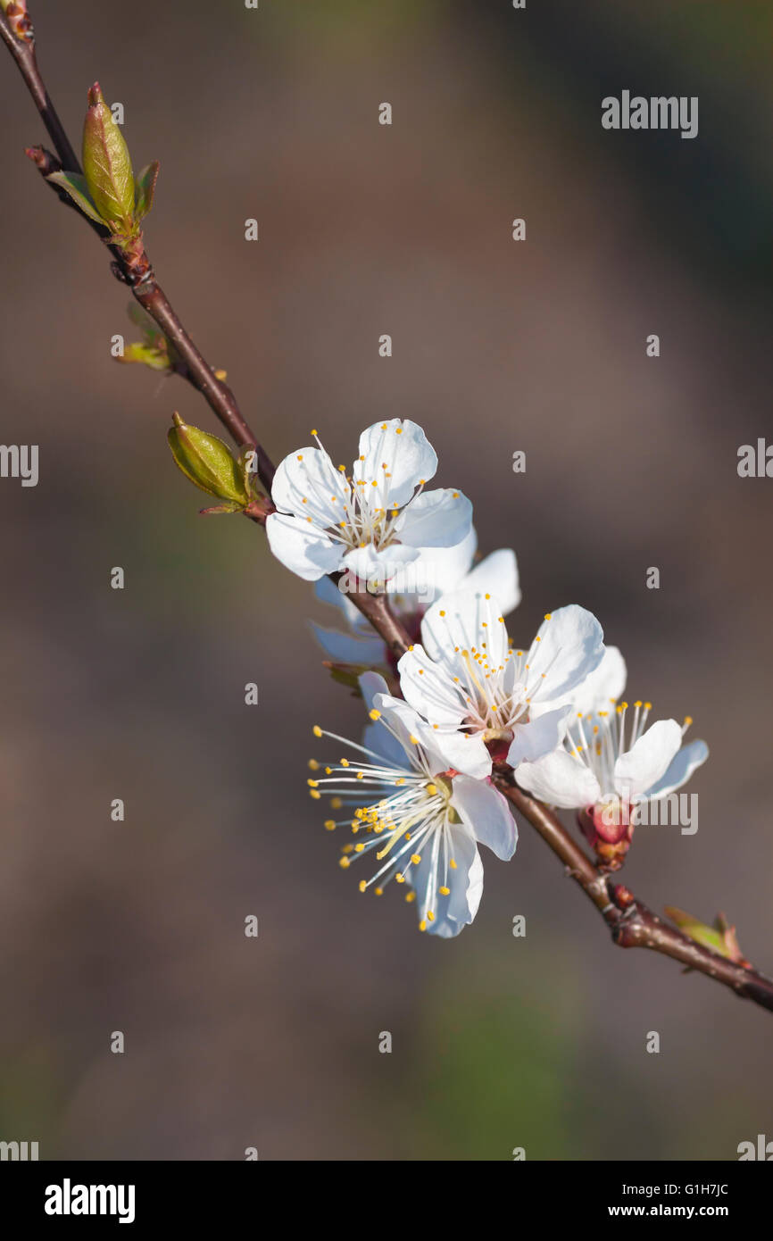 Foto della fioritura tree Foto Stock