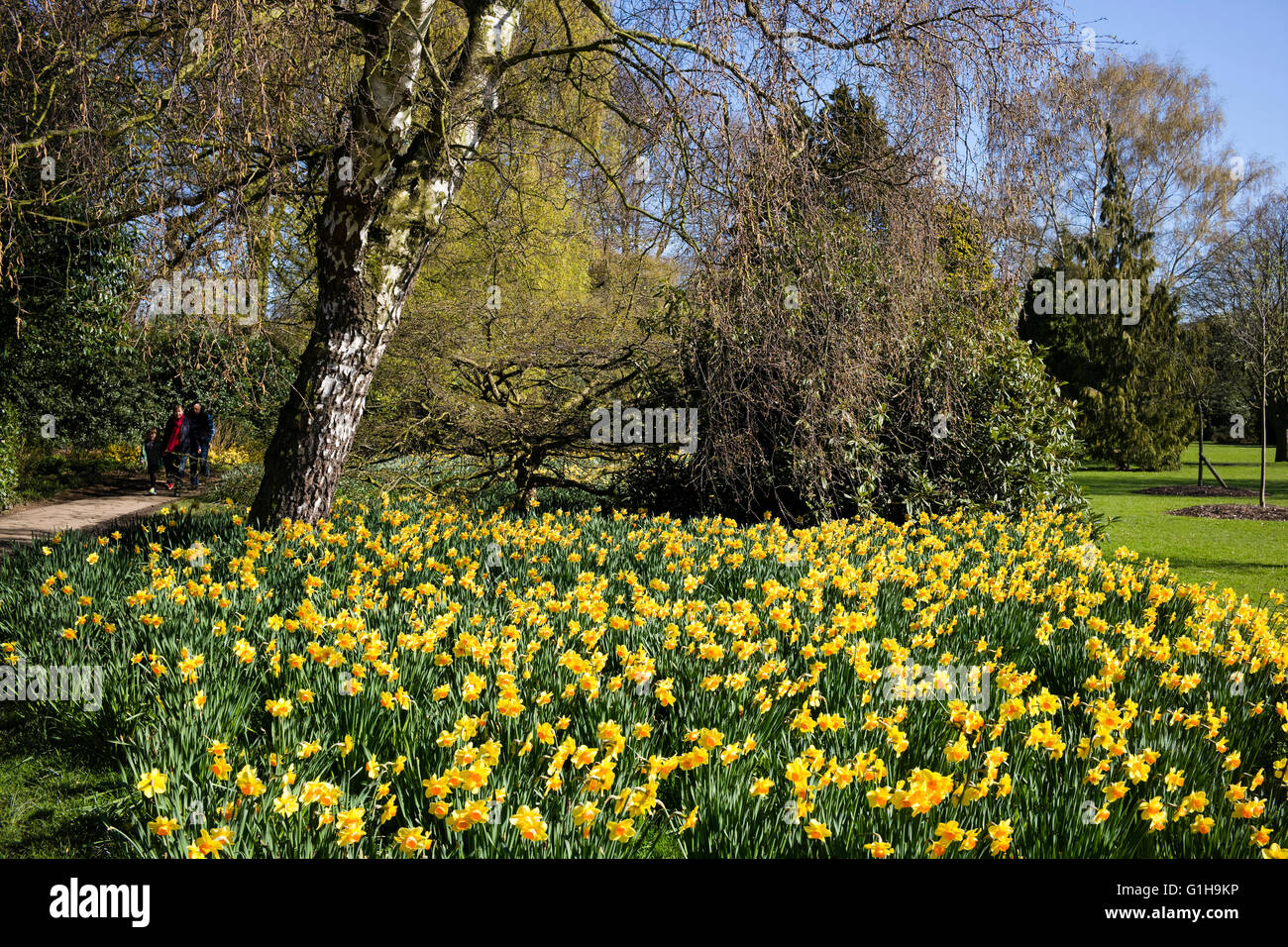 Una fascia di arancione e giallo "Narciso" celebra l'arrivo della primavera, Homestead Park, York, nello Yorkshire, Inghilterra, Regno Unito Foto Stock