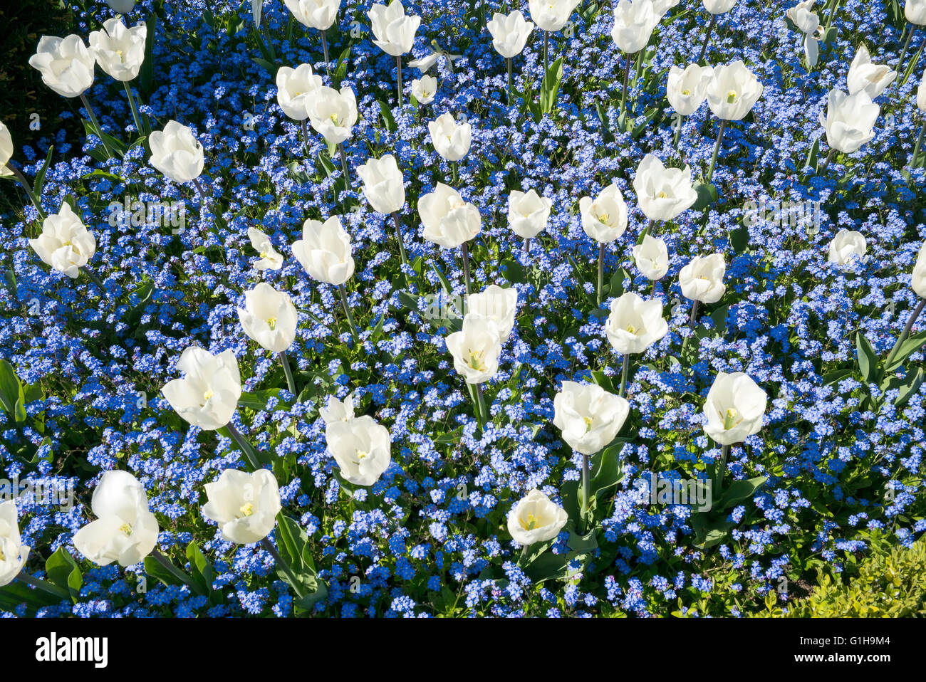 Un display attraente di tulipani bianco in un letto di dimenticare blu-me-middlesbrough, Homestead Park, città di York, nello Yorkshire, Inghilterra, Regno Unito Foto Stock