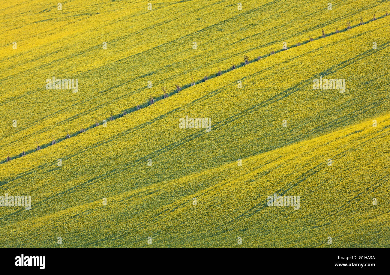 Bel colore giallo campi di colza in Moravia del Sud, Repubblica Ceca. Fiori, sullo sfondo della natura. Foto Stock