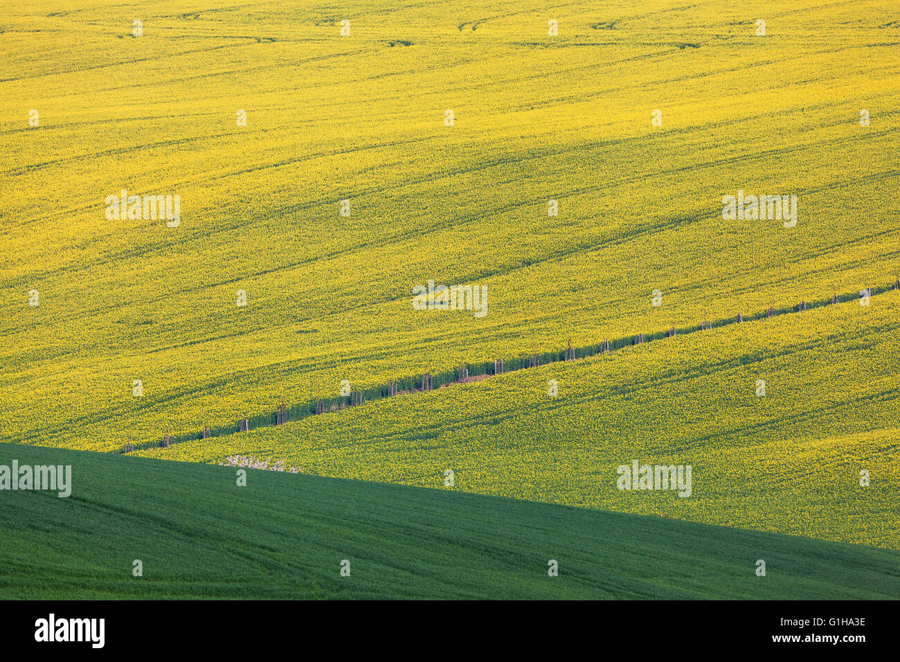 Bel colore giallo campi di colza in Moravia del Sud, Repubblica Ceca. Fiori, sullo sfondo della natura. Foto Stock