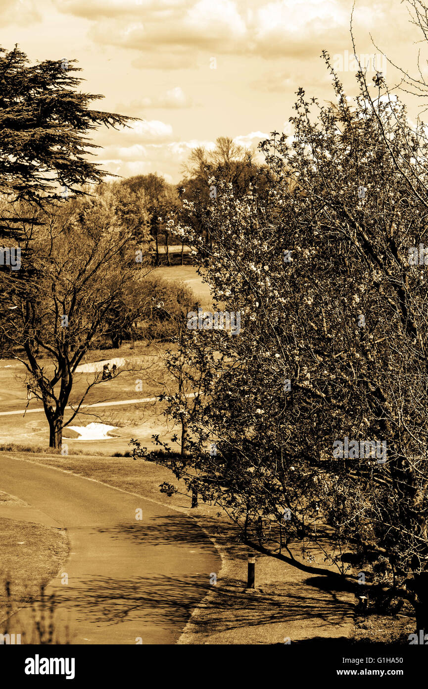 Tonico ritratto monocromatica di una tranquilla campagna tranquilla passeggiata nel sud di Londra Inghilterra attraverso sentieri alberati Foto Stock