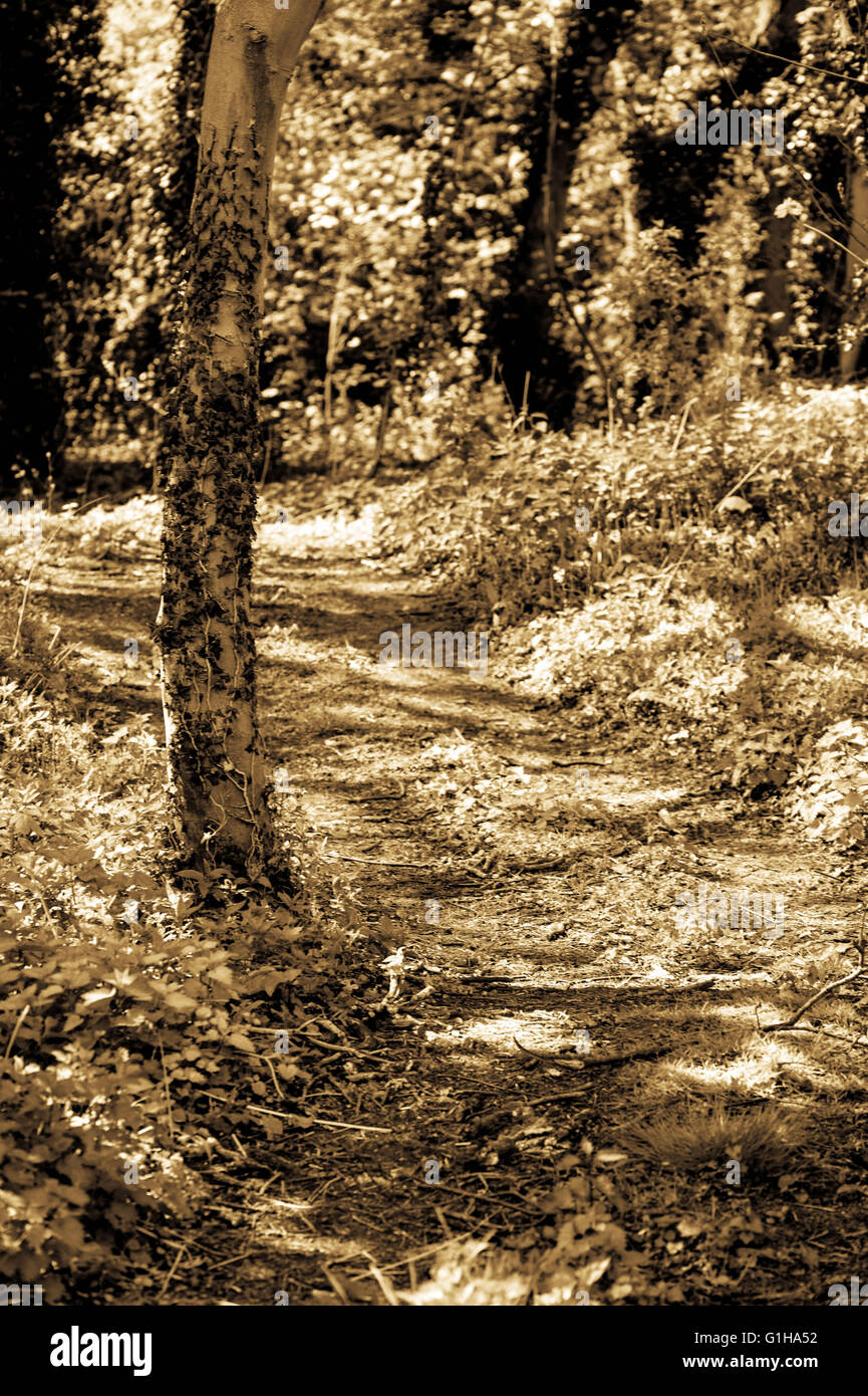 Tonico ritratto monocromatica di una tranquilla campagna tranquilla passeggiata nel sud di Londra Inghilterra attraverso sentieri alberati Foto Stock