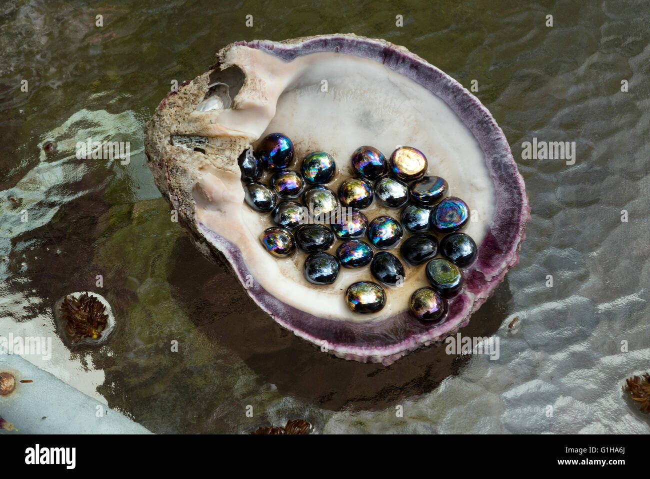 Guscio di contenimento perline di vetro. Foto Stock