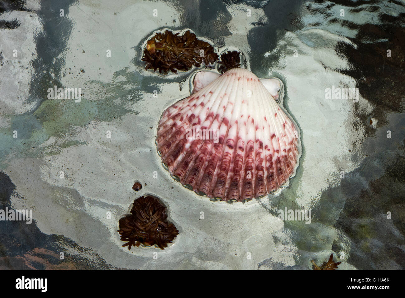 Shell su superficie bagnata. Foto Stock