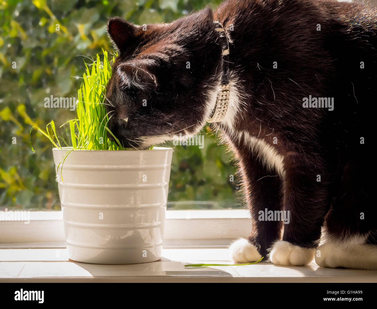 In bianco e nero di mangiare 'cat' erba che cresce in vaso sul davanzale Foto Stock