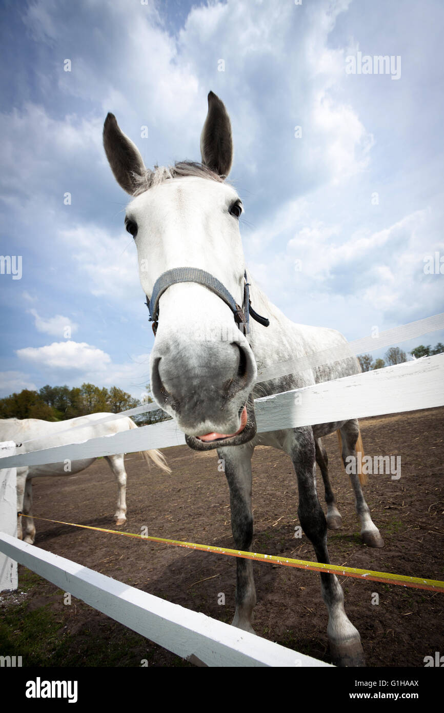 Chiusura del cavallo bianco con capezza sbadigli Foto Stock