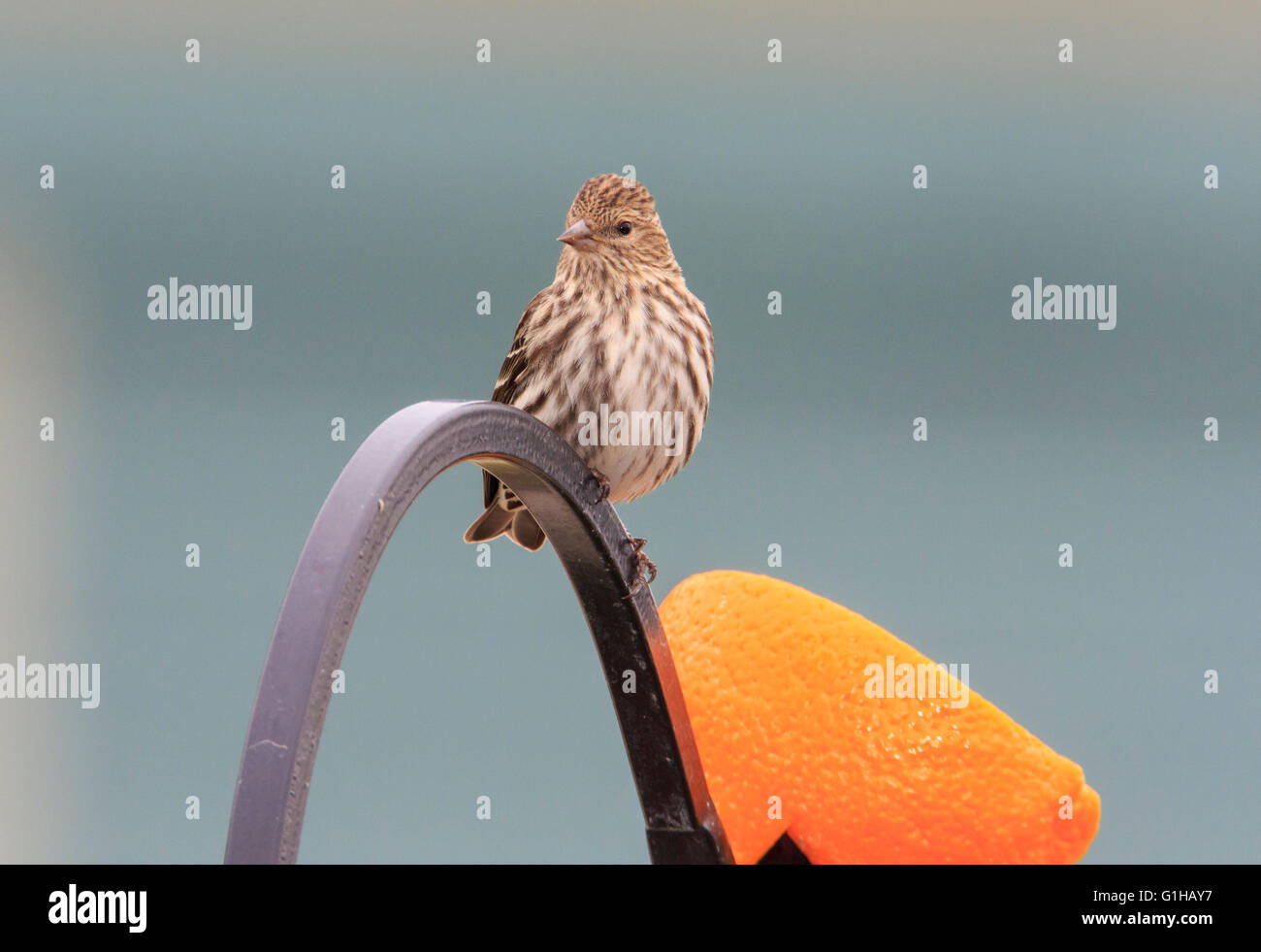 Pine lucherino (Spinus pinus ) sulla barra di metallo. Foto Stock