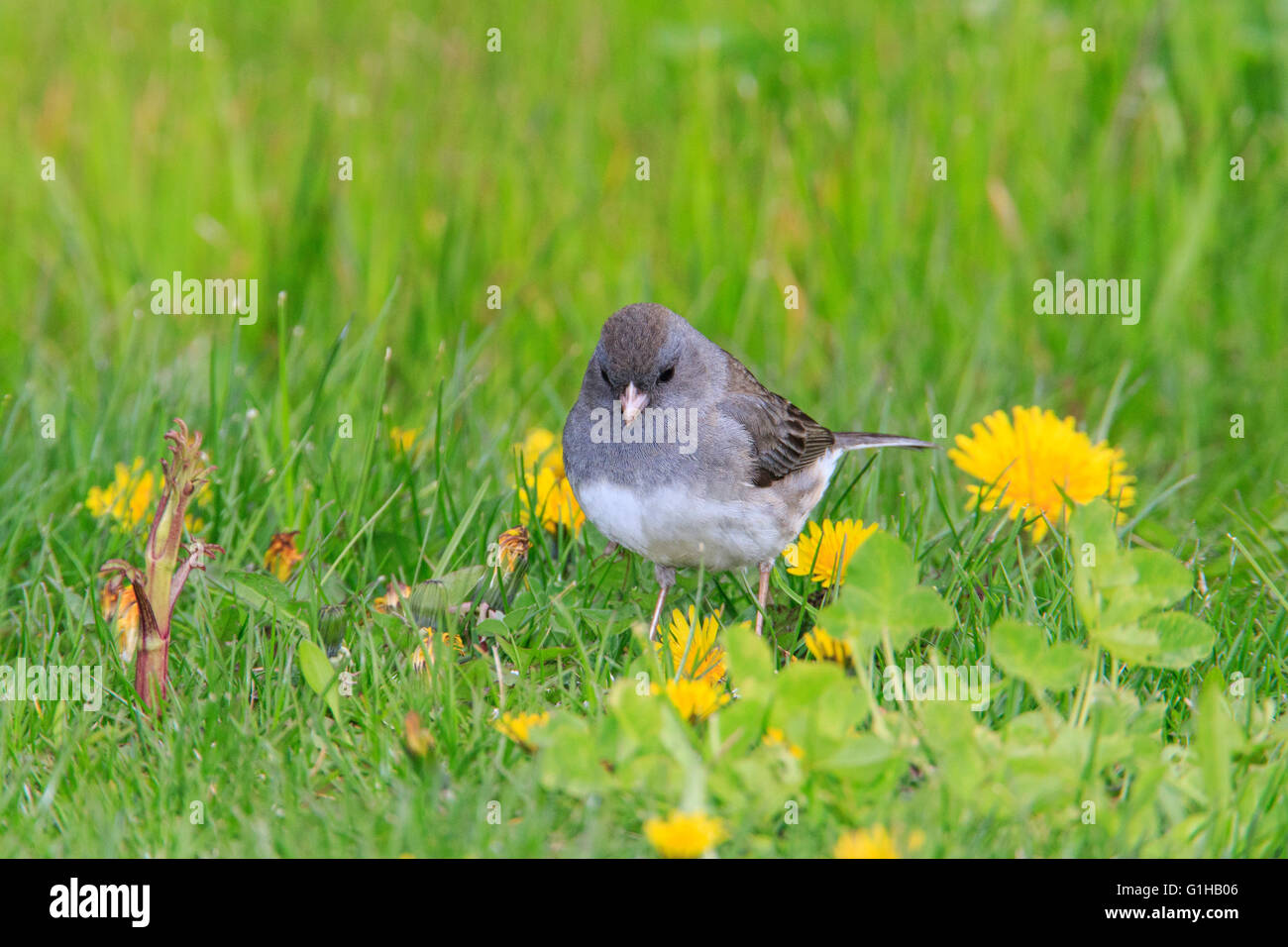 Dark-eyed Junco (Junco hyemalis) sull'erba Foto Stock