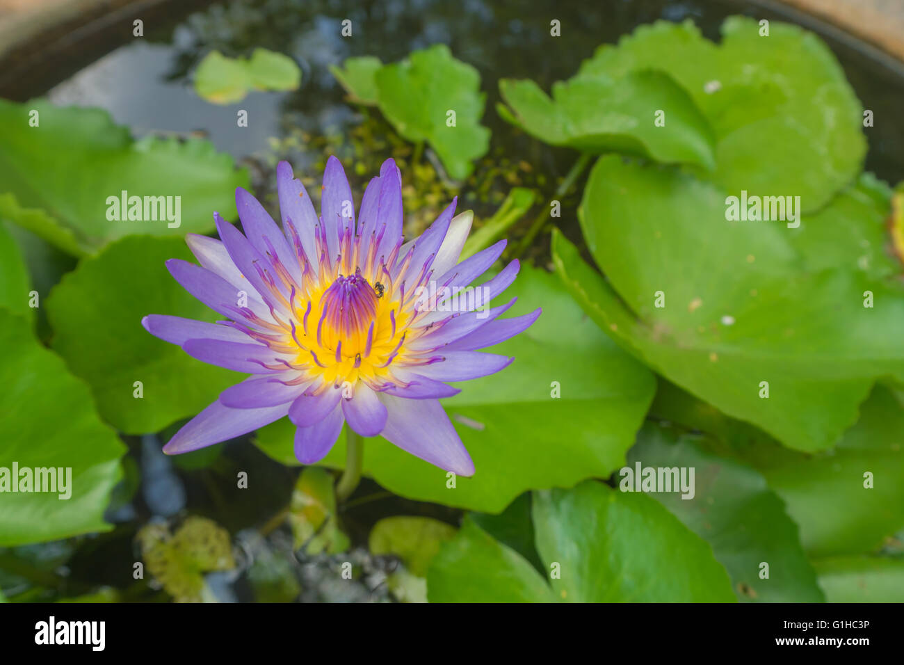 Closeup bella viola lotus giallo polline con bee Foto Stock