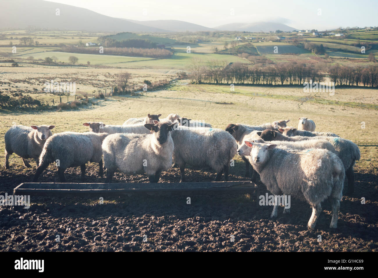 Un gregge di pecore e agnelli, in un campo di pascoli e di alimentazione su una mattina di sole nelle montagne Sperrin in Irlanda. Foto Stock