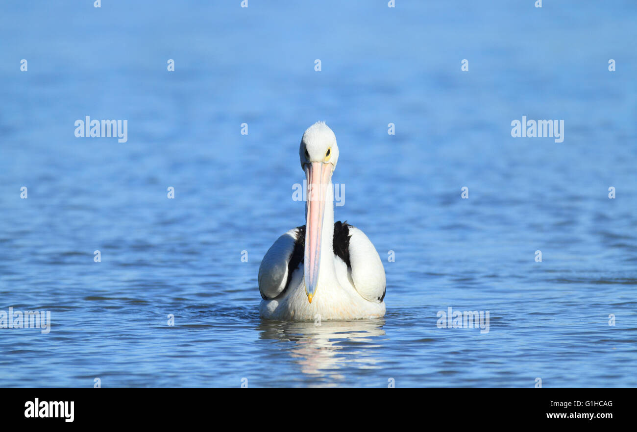 Un australiano Pelican - Pelecanus conspicillatus - nuotare in un acqua fresca di colore blu billabong o laguna. Foto Stock