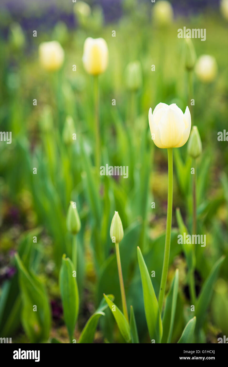 Chiusura del tulipano bianco in un parco giardino Foto Stock