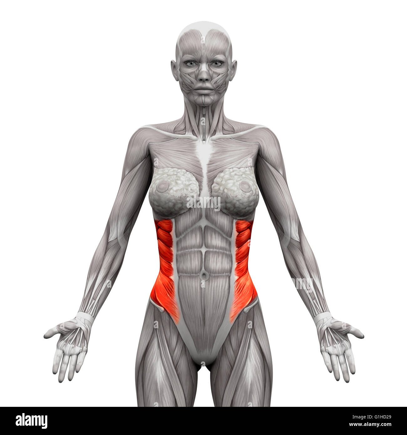 Obliquo esterno muscoli - Anatomia muscoli isolati su bianco - 3D illustrazione Foto Stock