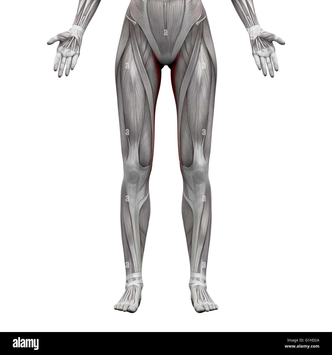 Gracilis Muscle - Anatomia muscoli isolati su bianco - 3D illustrazione Foto Stock