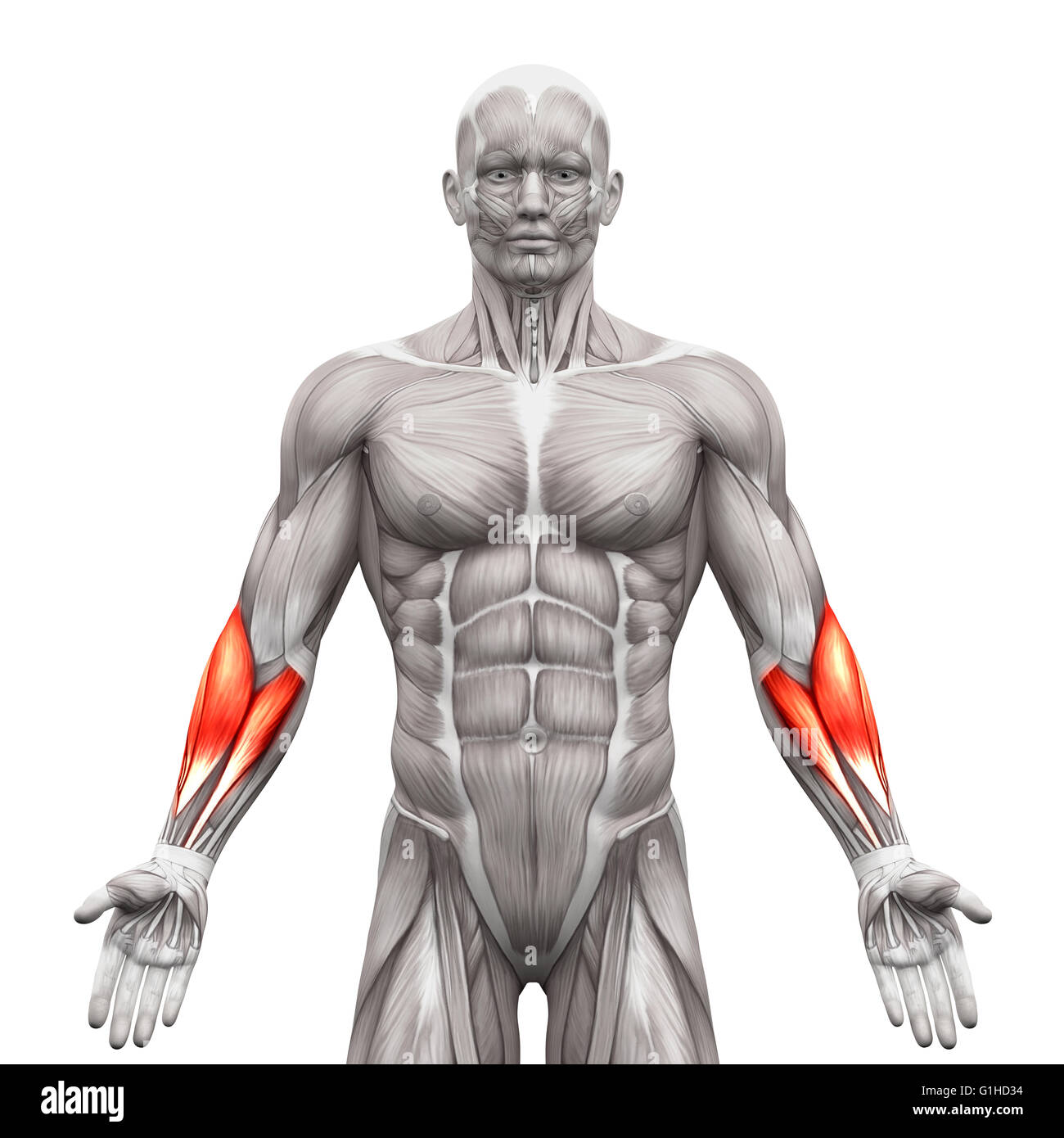Avambraccio muscoli - Anatomia muscoli isolati su bianco - 3D illustrazione Foto Stock