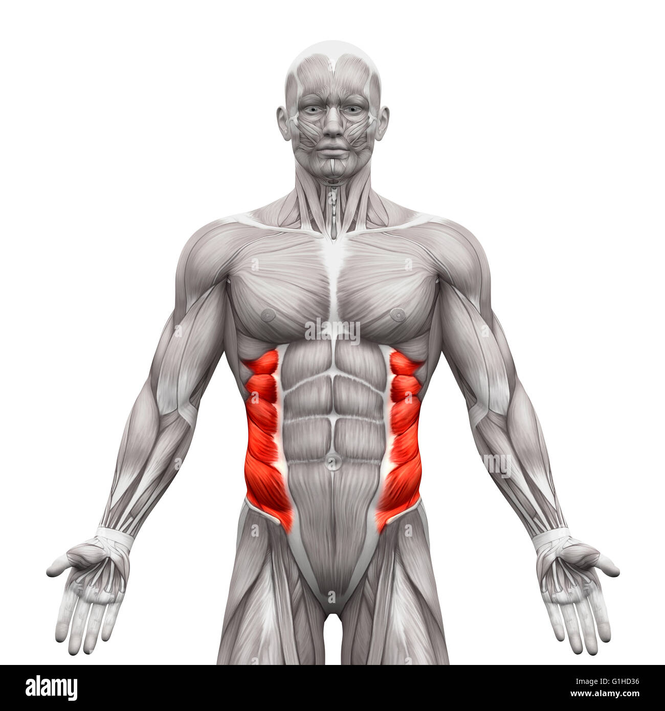 Obliquo esterno muscoli - Anatomia muscoli isolati su bianco - 3D illustrazione Foto Stock