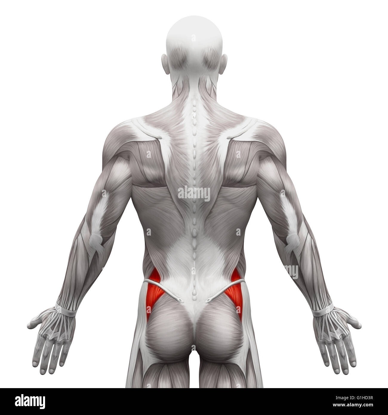 I glutei Medius - Anatomia muscoli isolati su bianco - 3D illustrazione Foto Stock