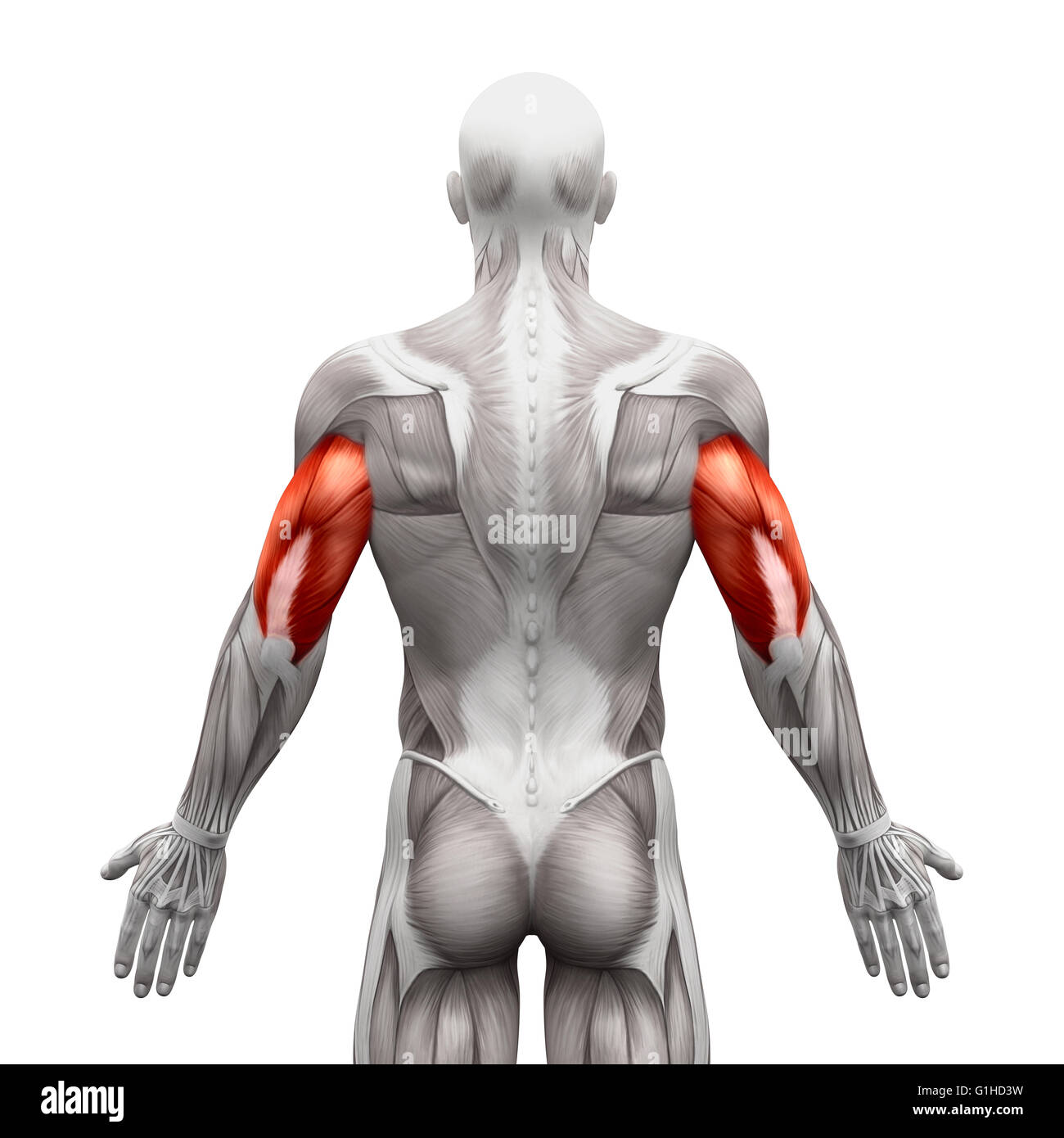 Tricipiti muscoli - Anatomia muscoli isolati su bianco - 3D illustrazione Foto Stock