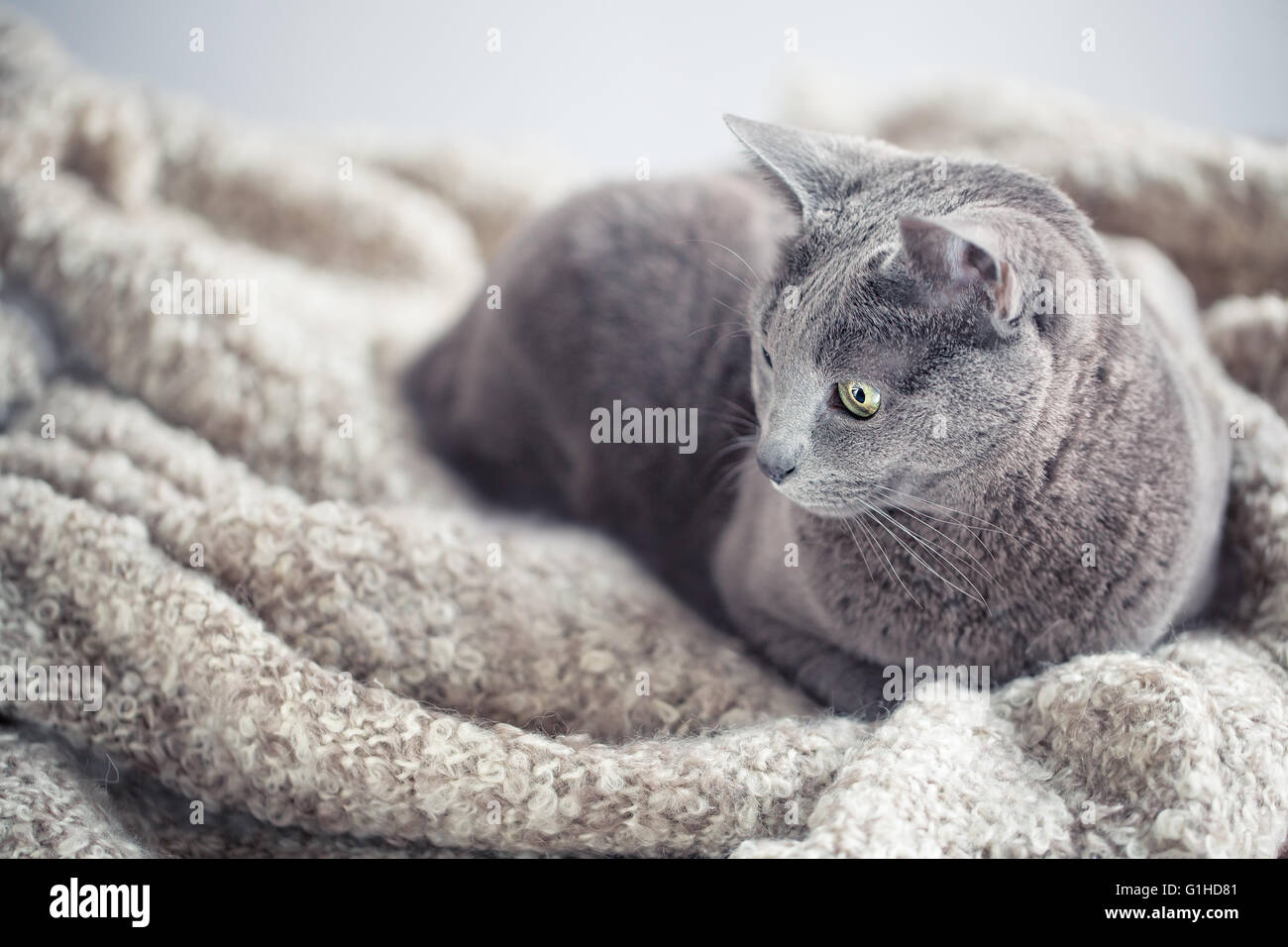 Ritratto di un russo di razza gatto blu Foto Stock