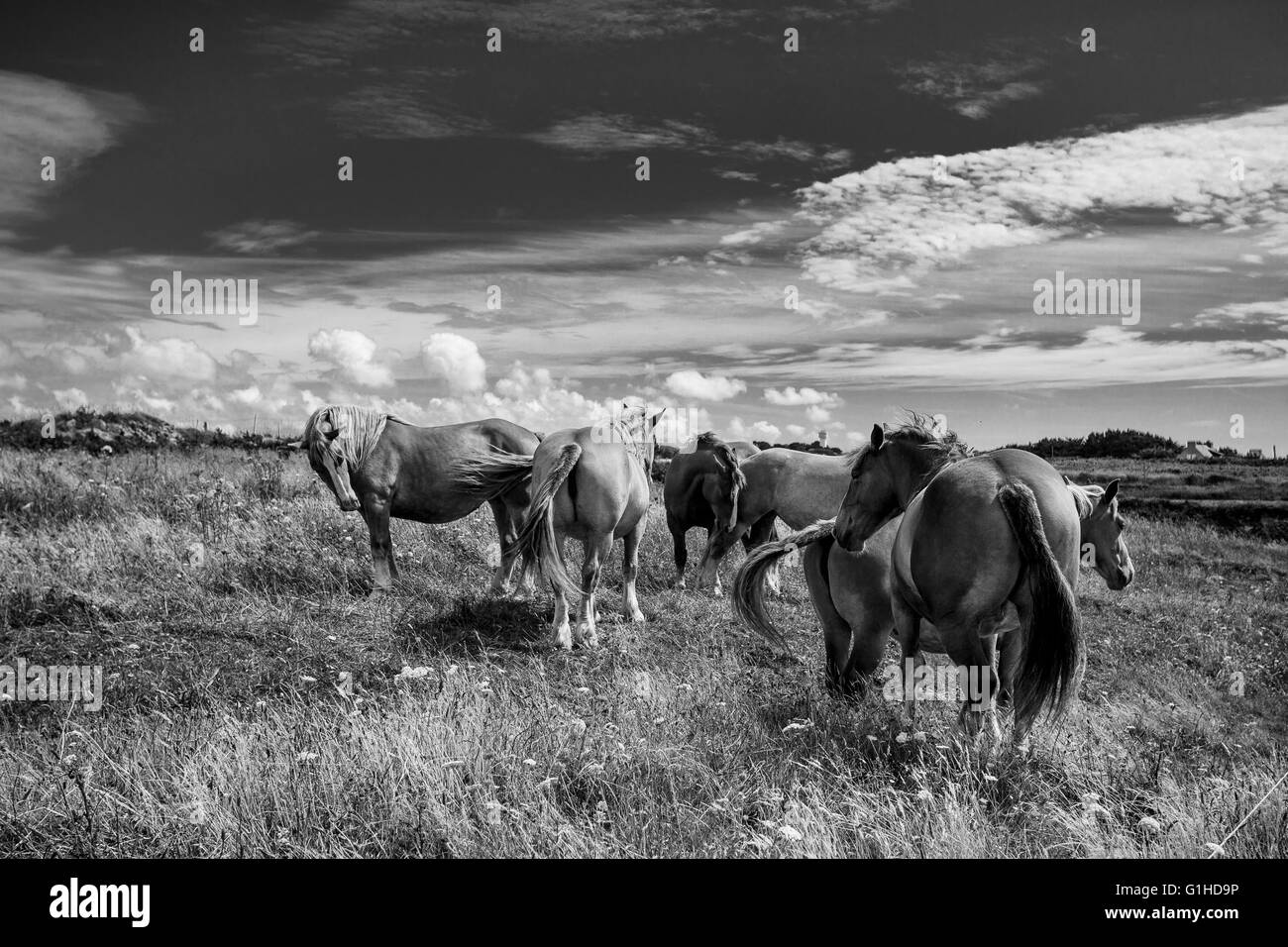 I cavalli in Bretagna Francia del pascolo in estate Foto Stock