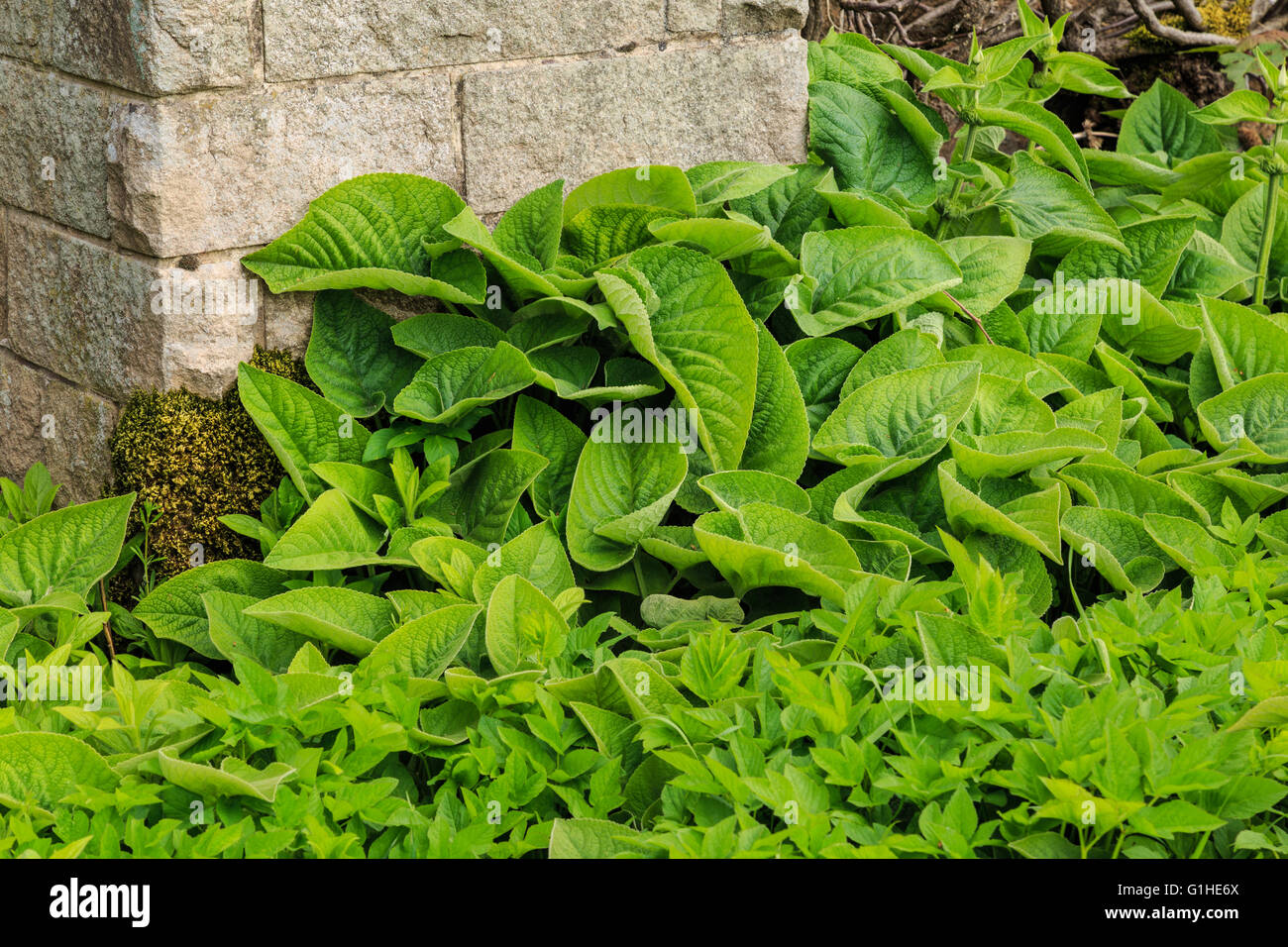 Array di grandi leafed piante verdi in un giardino inglese. Foto Stock