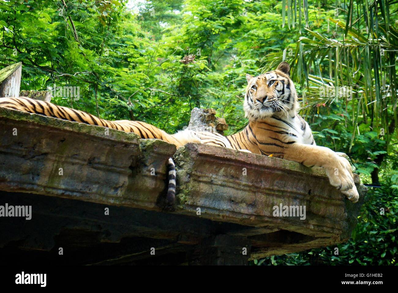 Maestosa tigre di Sumatra Foto Stock