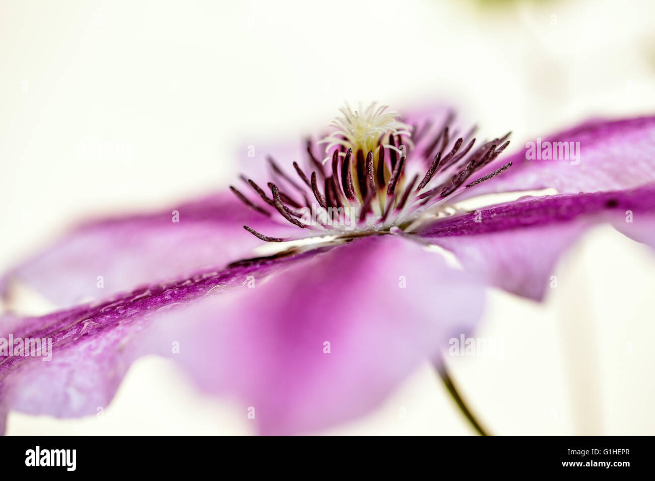 Close Up di Rosa Clematis fiore in primavera in una giornata di sole Foto Stock