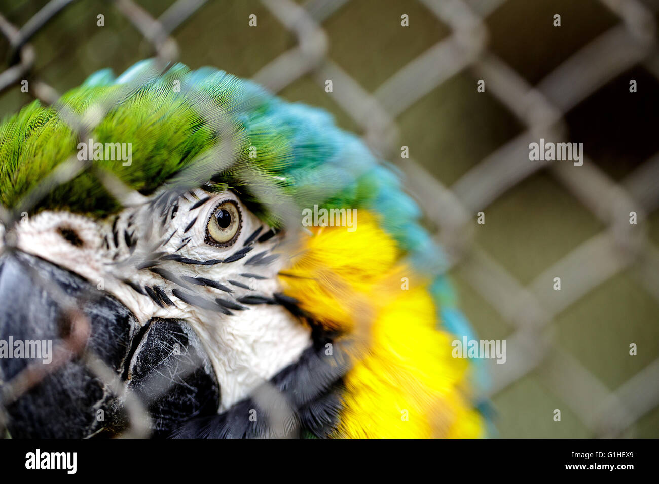 Il blu e il giallo Ara Macaw in gabbia Foto Stock