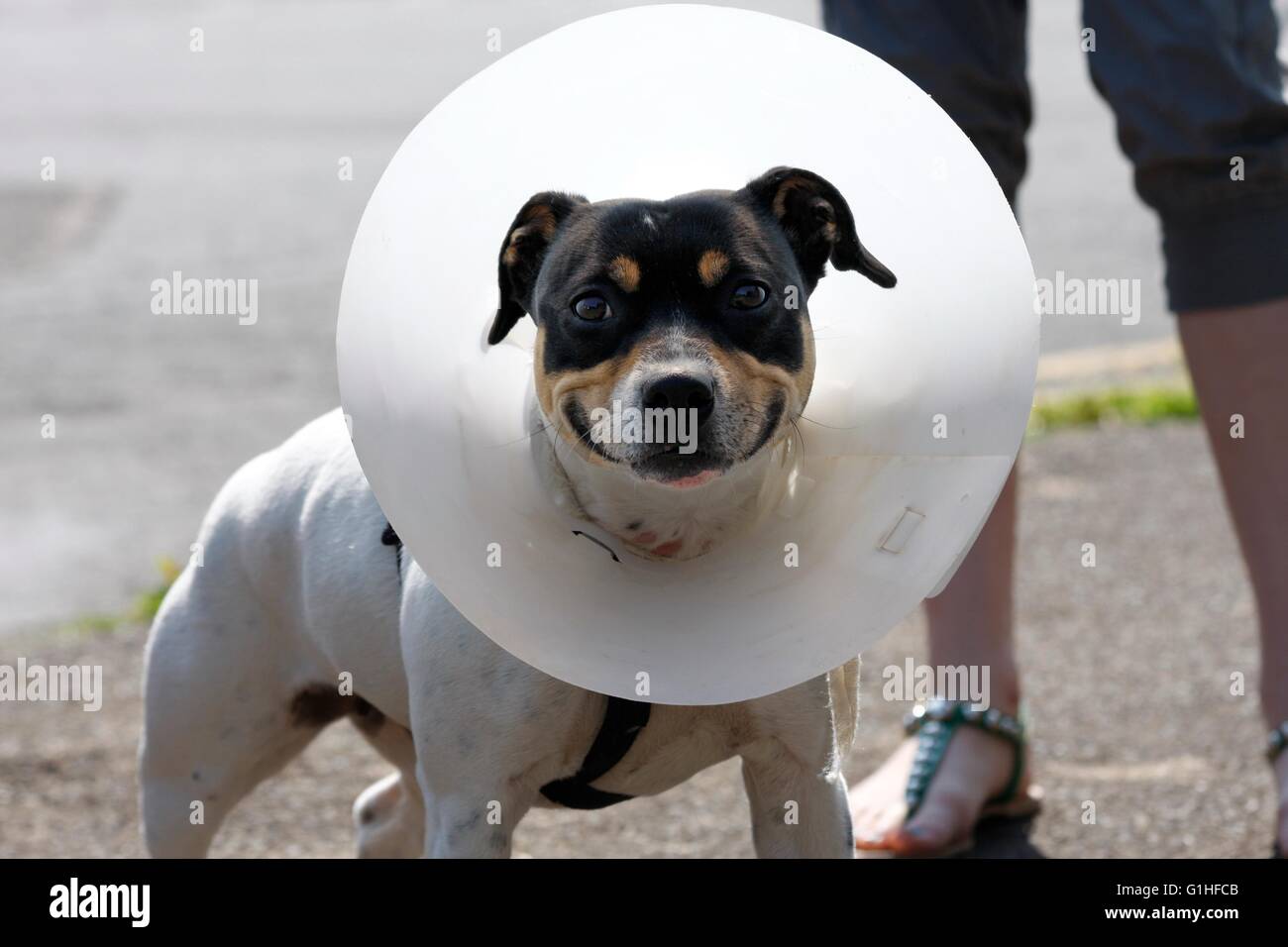 Un cane di piccola taglia indossando un cono dopo intervento chirurgico Foto Stock