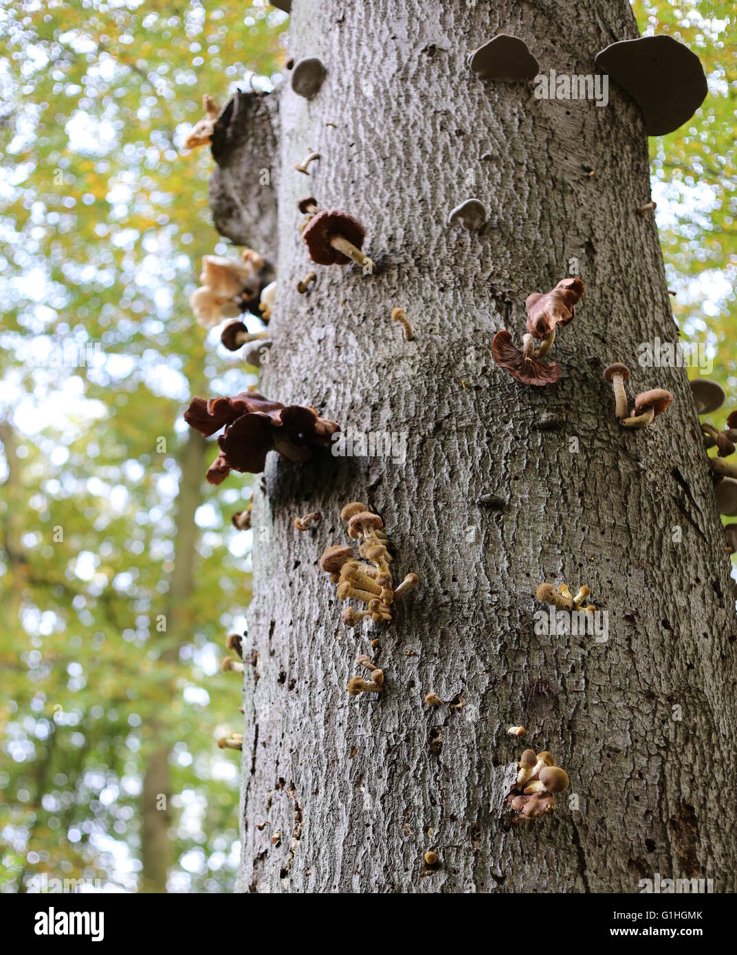 Varietà di funghi parasity su uno stelo in una foresta tedesca. Ad esempio il miele funghi, porcellana funghi e tinder funghi può essere visto. Foto Stock