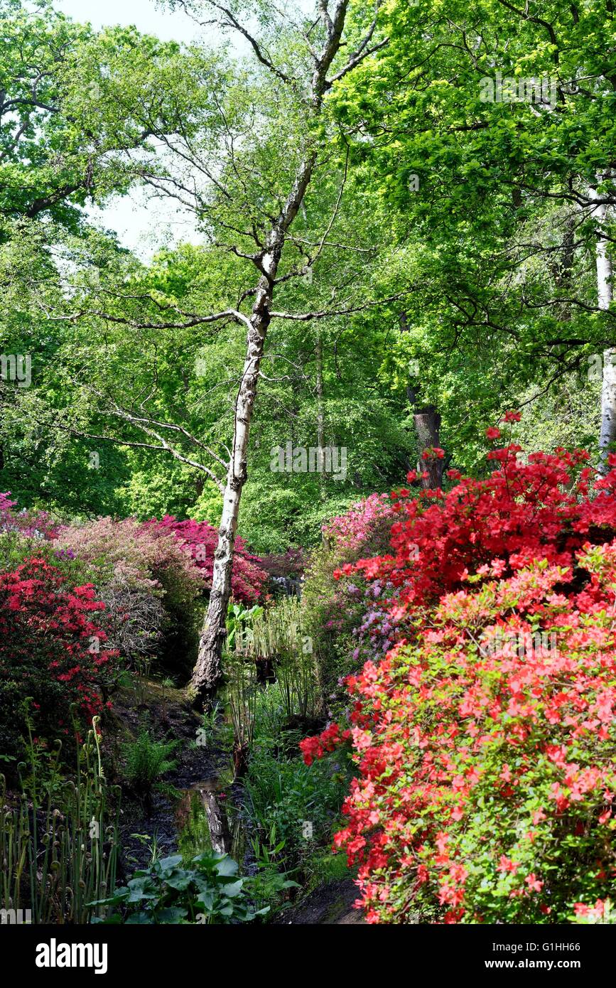 L'Isabella plantation a Richmond Park London REGNO UNITO Foto Stock