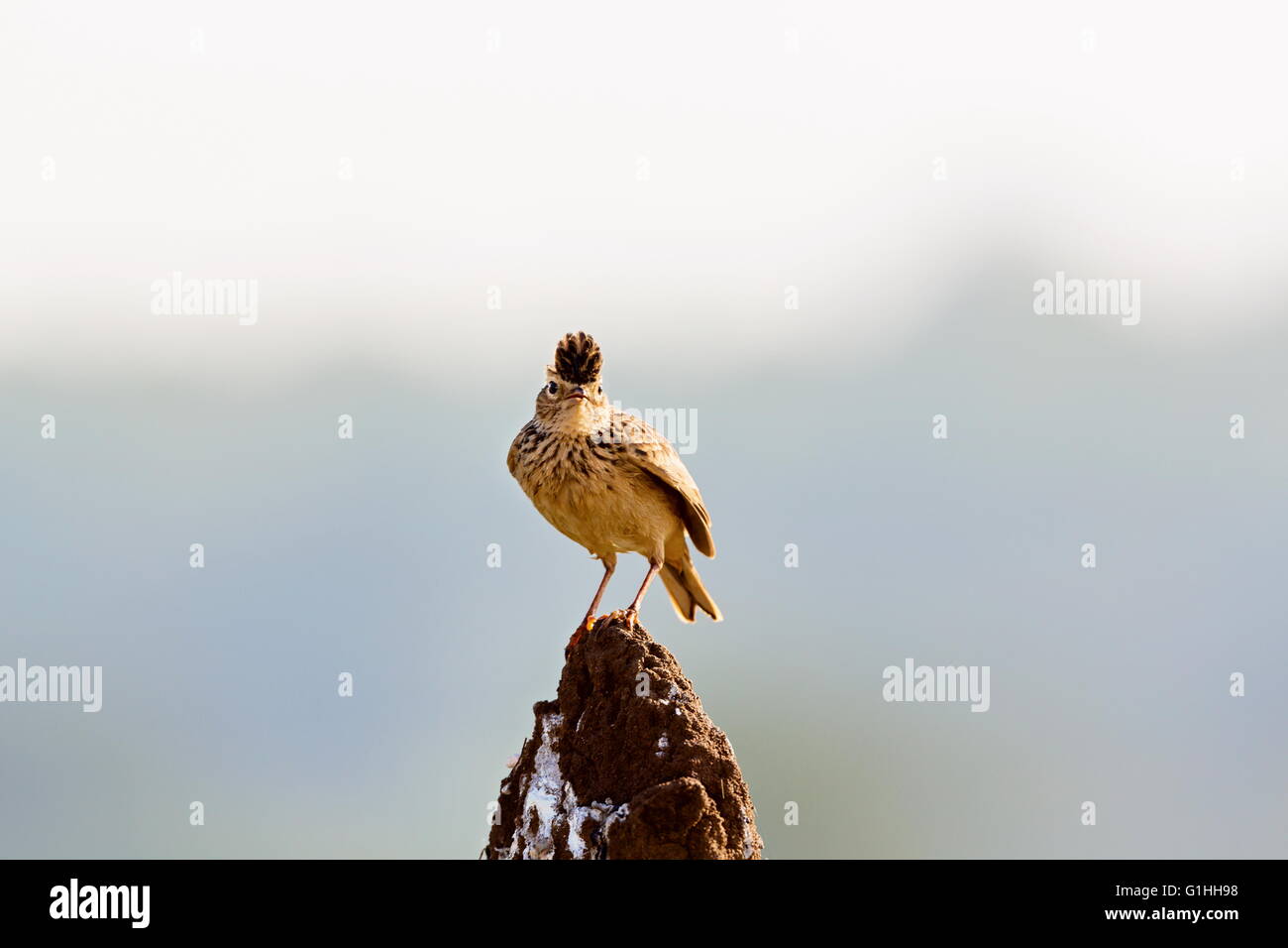 Il Malabar allodola, o Malabar crested lark è un sedentario Breeding Bird in India occidentale. Foto Stock