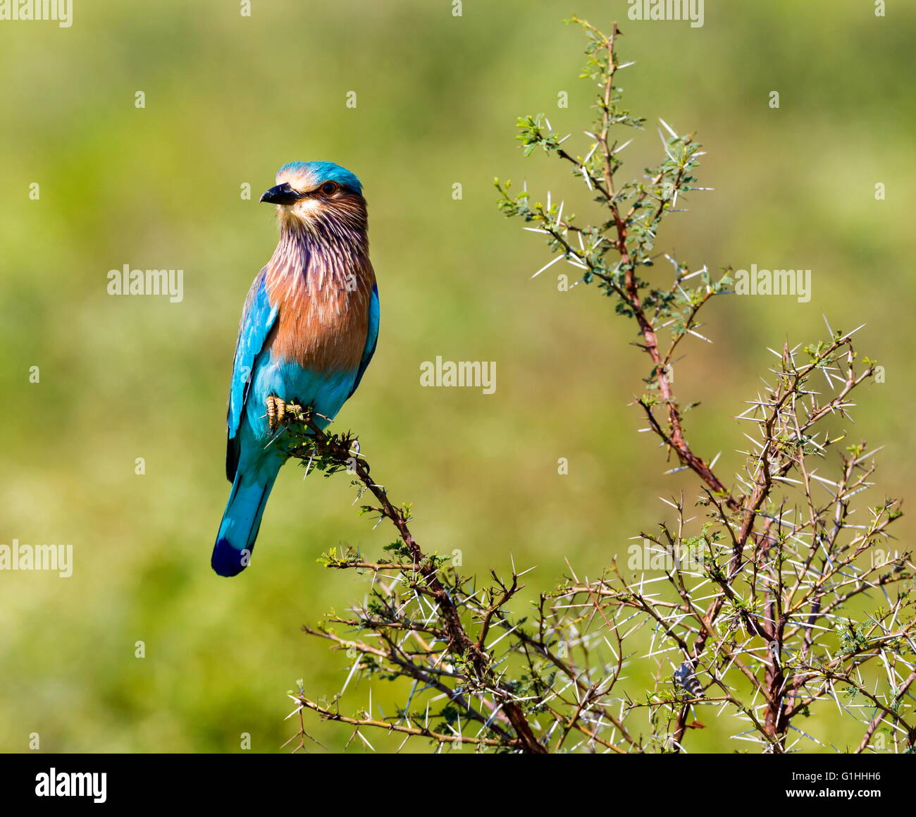 Rullo indiano, una coloratissima uccello nativo di India. Foto Stock