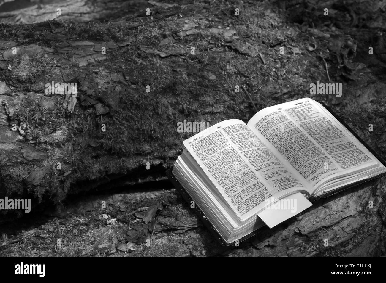 Aprire la bibbia luogo di riposo di pace e di calma nella foresta. Maggio 2016. Foto Stock