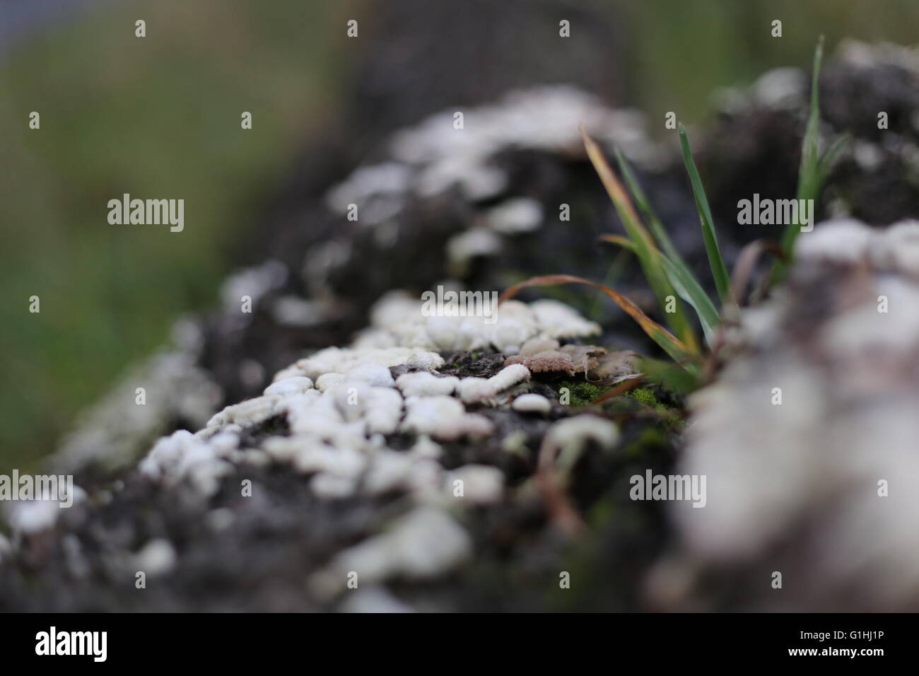 Ripiano bianco di funghi su un log. Foto Stock