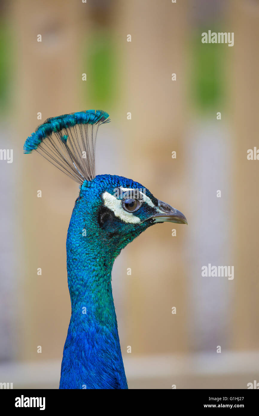 Un indiano Peacock fotografato in cattività. Foto Stock