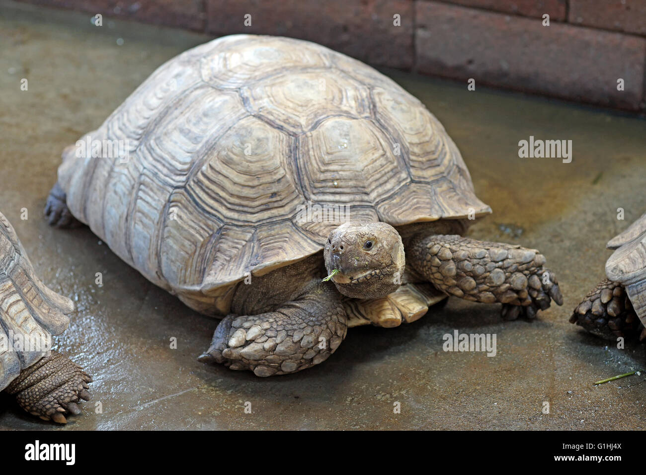 Primo piano della african spronato o tartaruga Geochelone sulcata Foto Stock