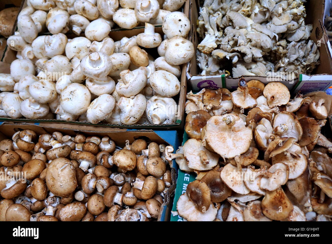 Varietà di funghi Foto Stock