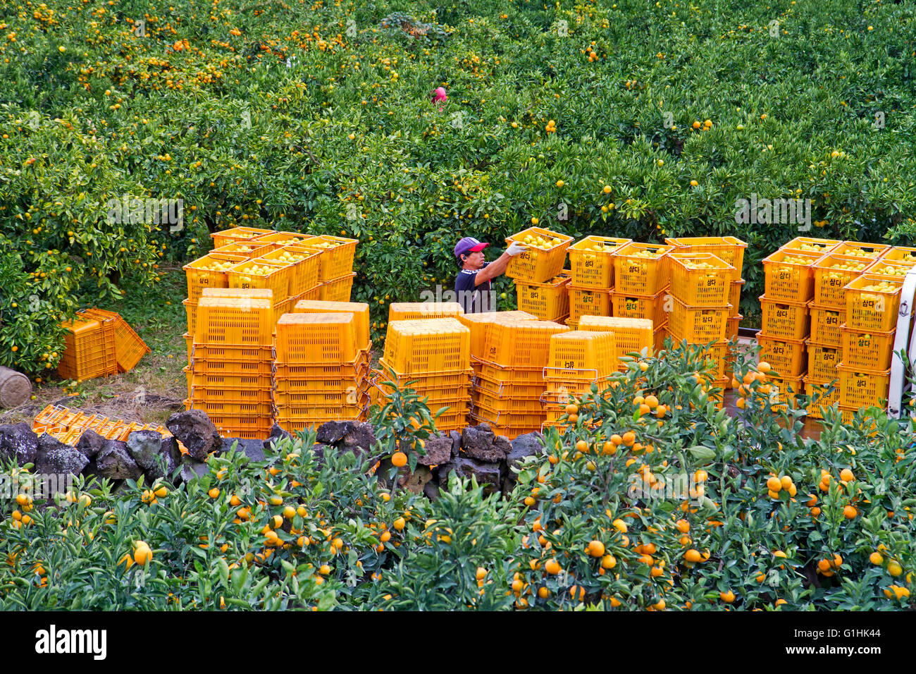 La raccolta di arance su Jeju Foto Stock