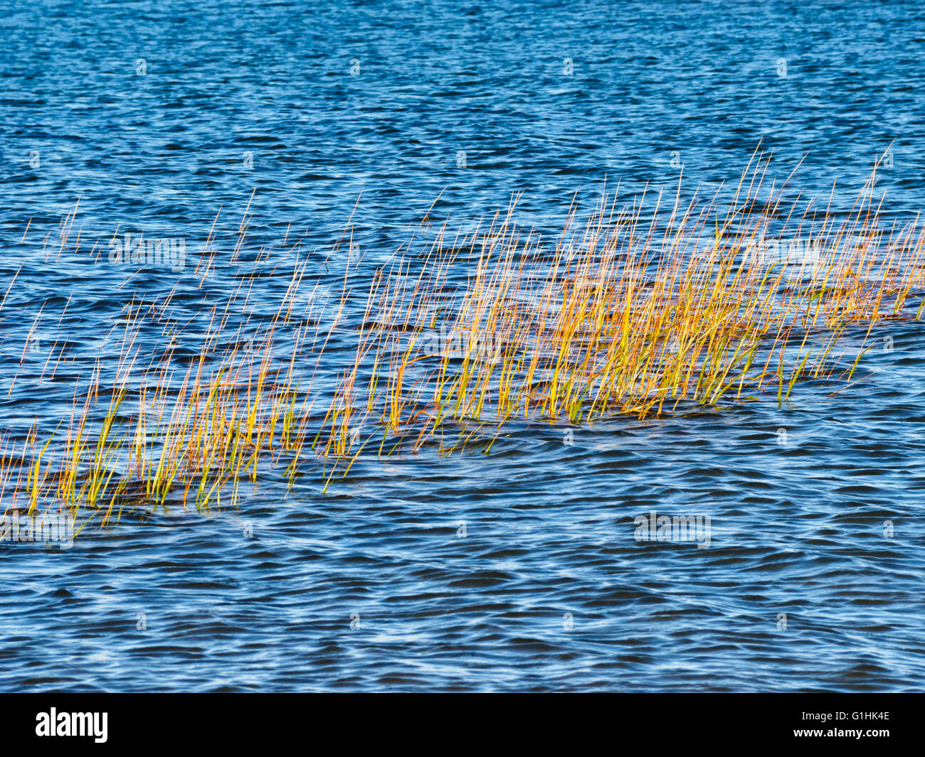 Millway Beach, Barnstable, Cape Cod, Massachusetts, ottobre 2015. Cordgrass liscia (Spartina alterniflora) aka cordgra saltmarsh Foto Stock