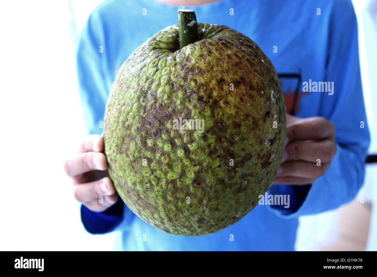 Stretta di mano che tiene l'albero del pane fresco o noto anche come Artocarpus altilis Foto Stock