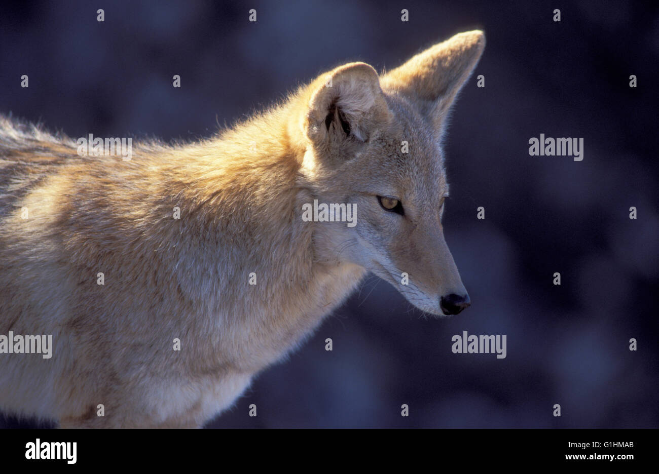 Coyote; Parco Nazionale della Valle della Morte, California. Foto Stock