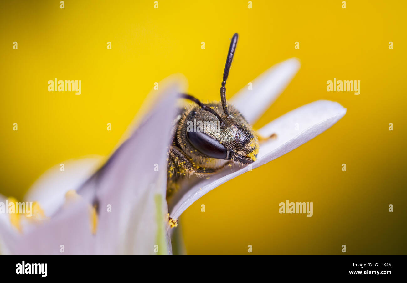 Piccola ape solitaria, Halictus tumulorum su millefiori Foto Stock