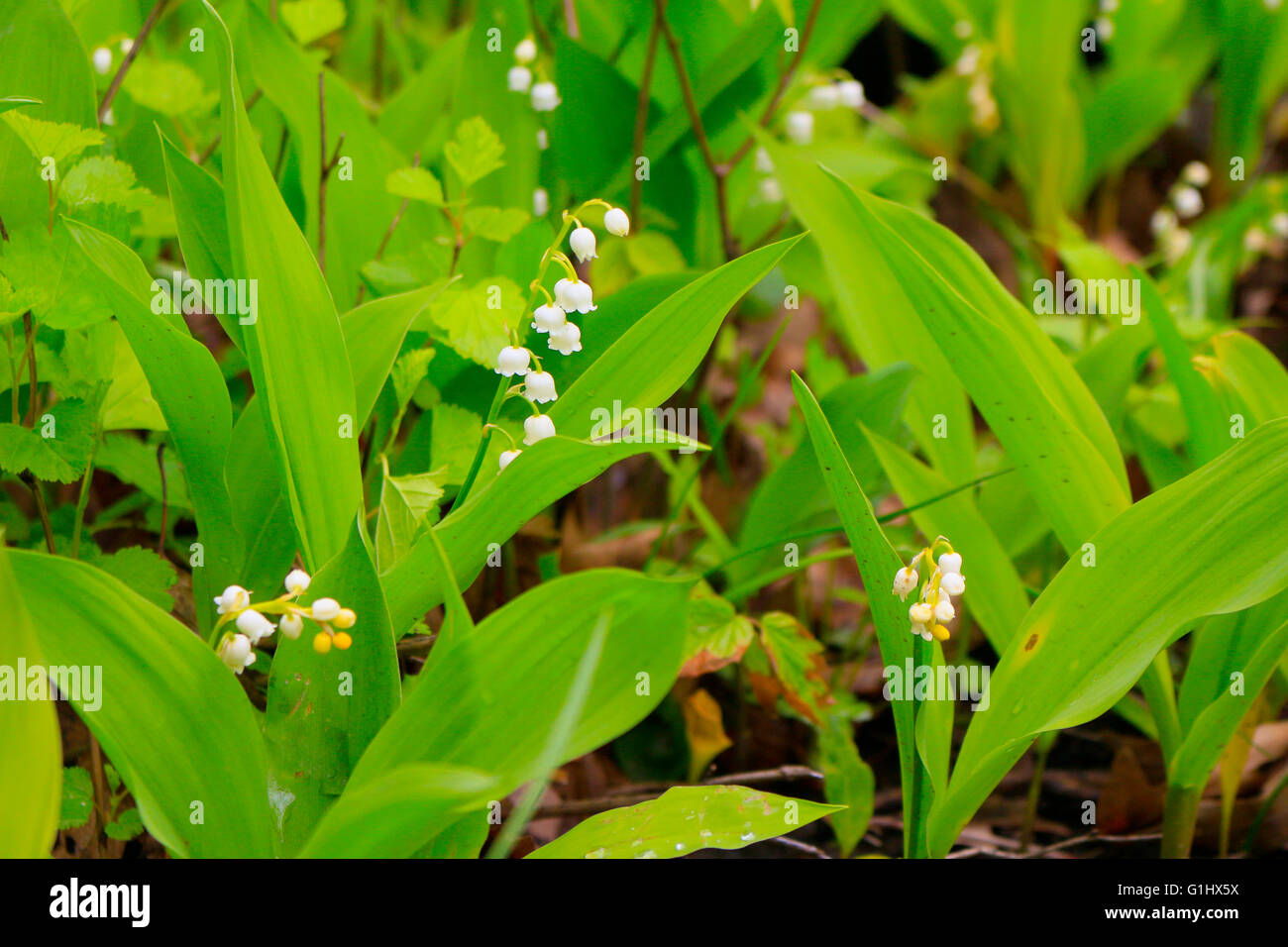 Il giglio della valle dei fiori in una contea di Cook Illinois Forest Preserve. Convallaria majalis Foto Stock