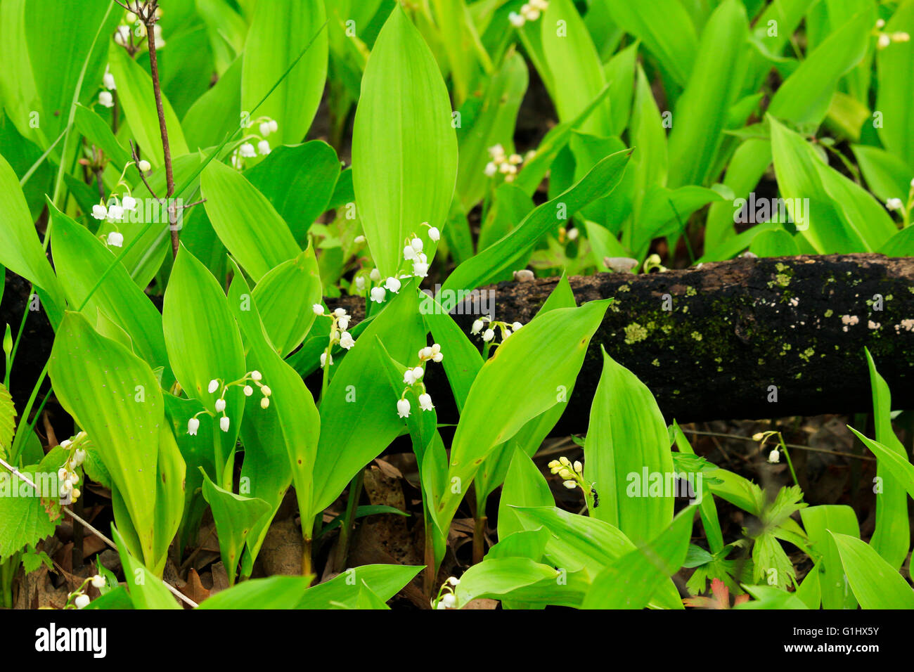 Il giglio della valle dei fiori in una contea di Cook Illinois Forest Preserve. Convallaria majalis Foto Stock