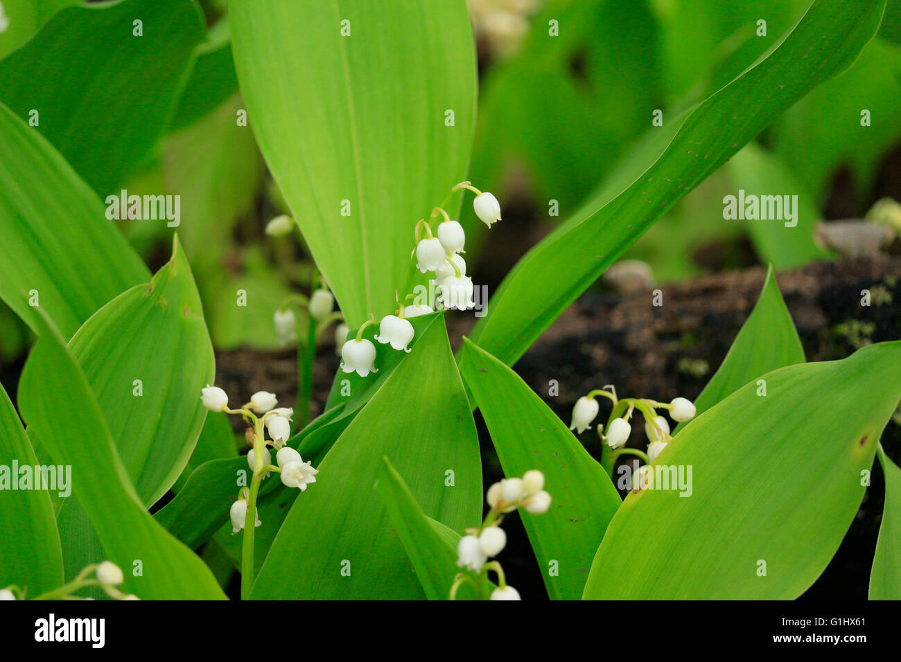 Il giglio della valle dei fiori in una contea di Cook Illinois Forest Preserve. Convallaria majalis Foto Stock