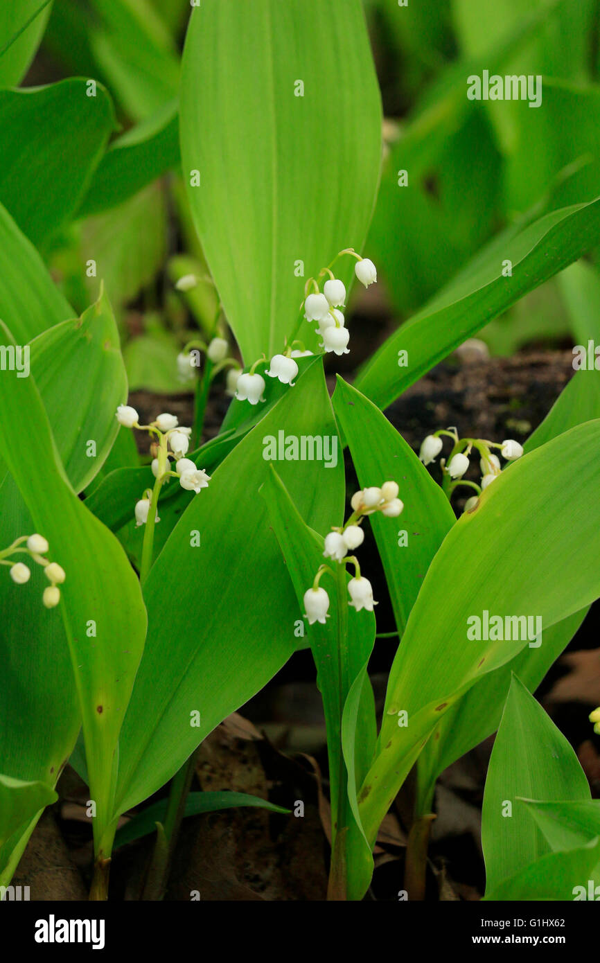 Il giglio della valle dei fiori in una contea di Cook Illinois Forest Preserve. Convallaria majalis Foto Stock