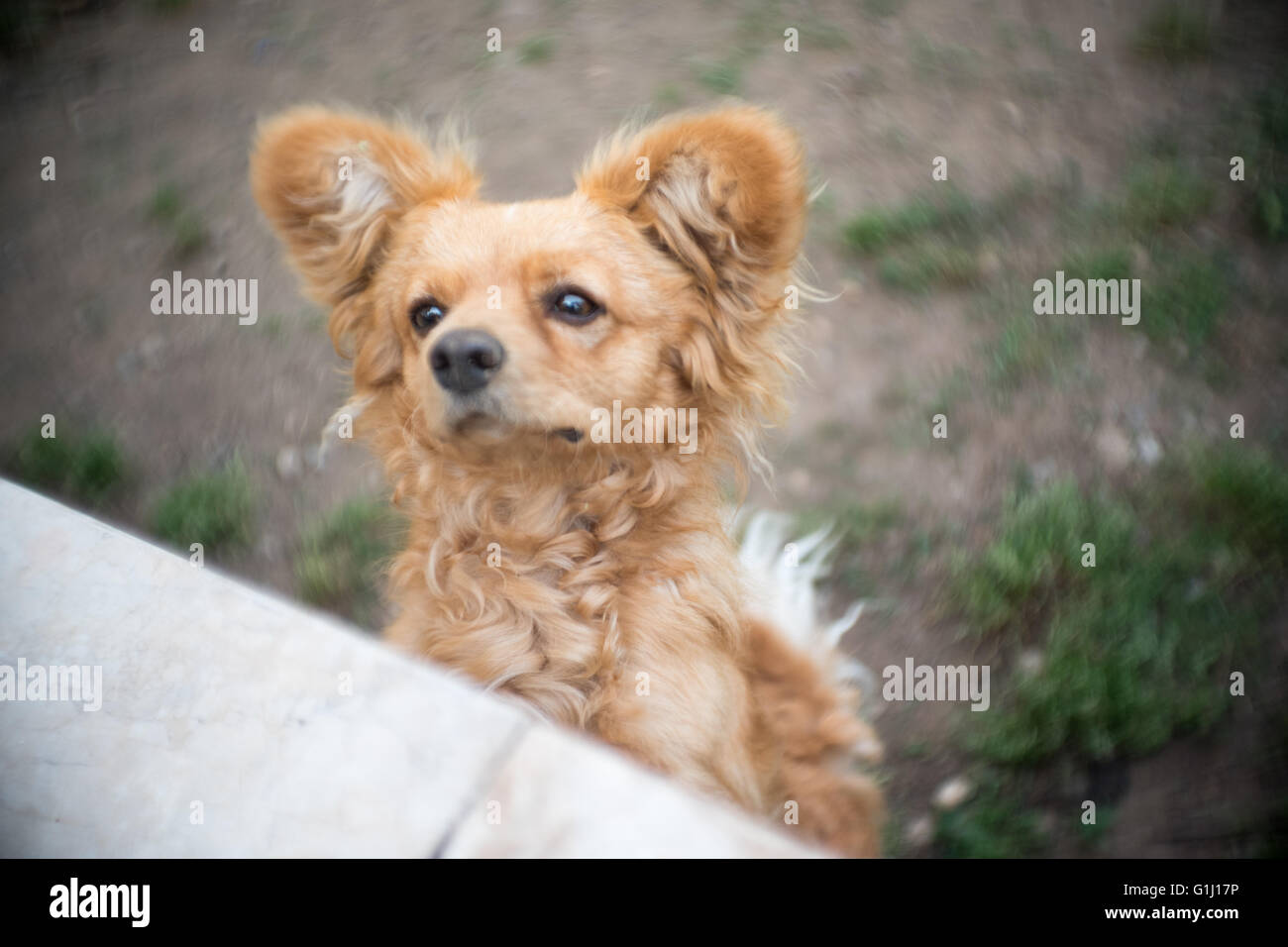 Un simpatico cane è il salto in alto Foto Stock