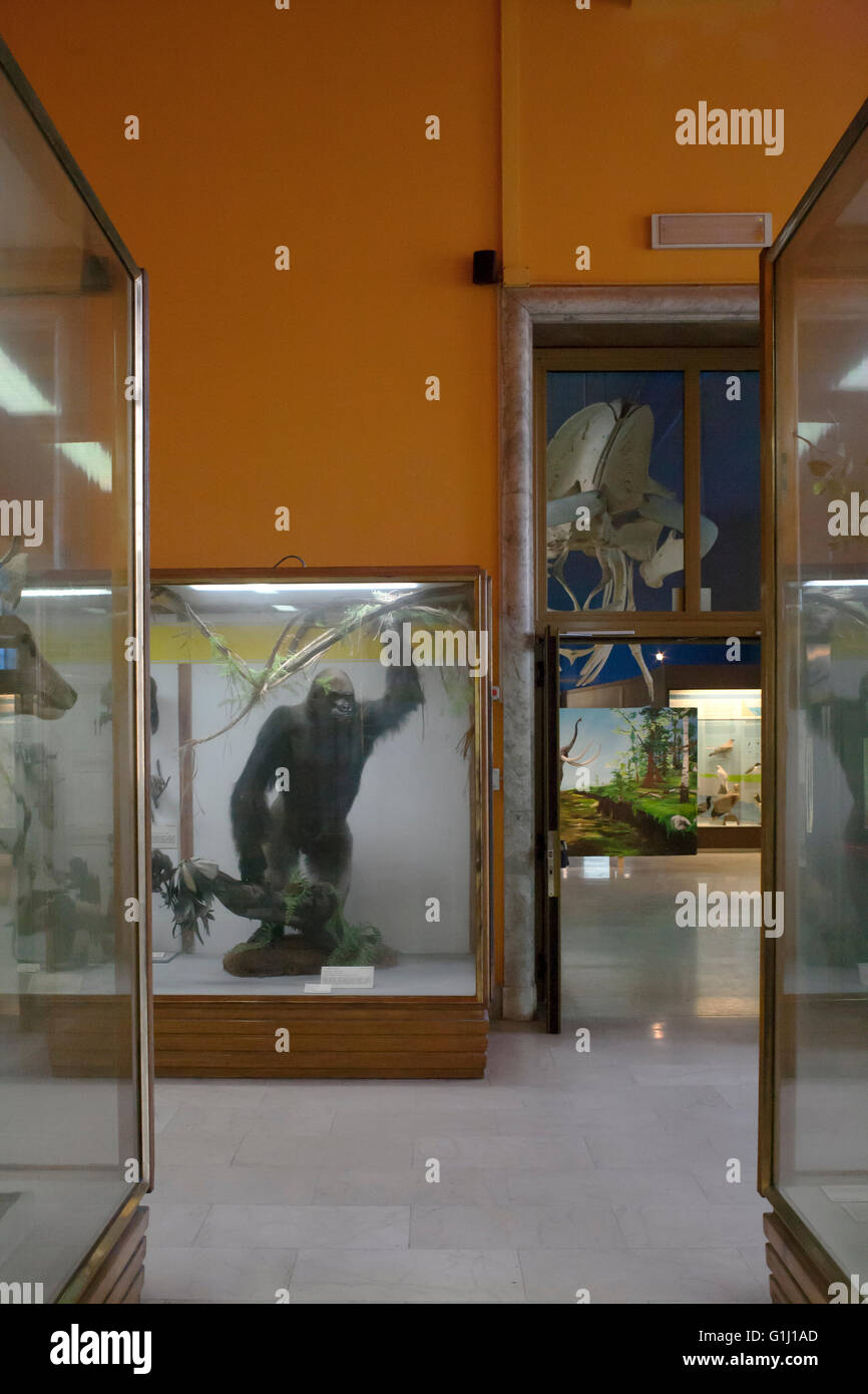 Storia naturale del museo, animali ripieni in vetrine: gorilla Foto Stock